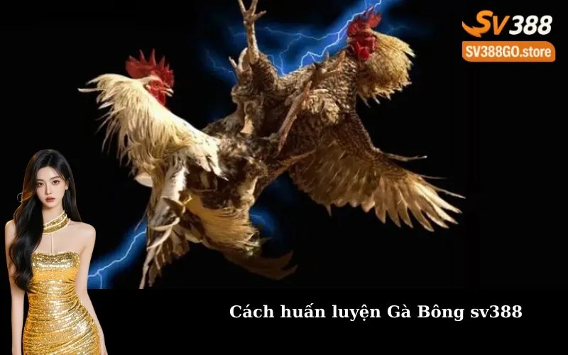 Cách huấn luyện Gà Bông sv388